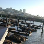 21 Sea Lions at the pier