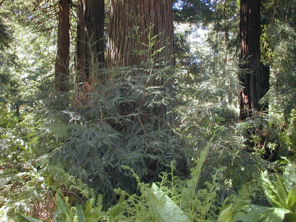 03 redwood tree trunk Golden Gate Park