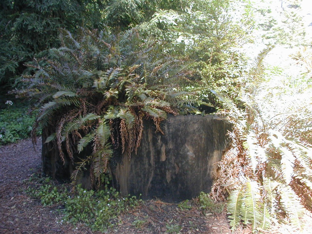 04 redwood stump Golden Gate Park