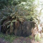 04 redwood stump Golden Gate Park