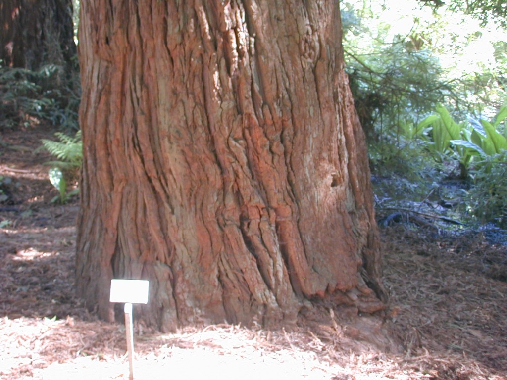 05 another redwood tree trunk Golden Gate Park