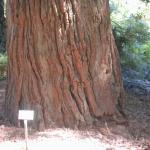 05 another redwood tree trunk Golden Gate Park