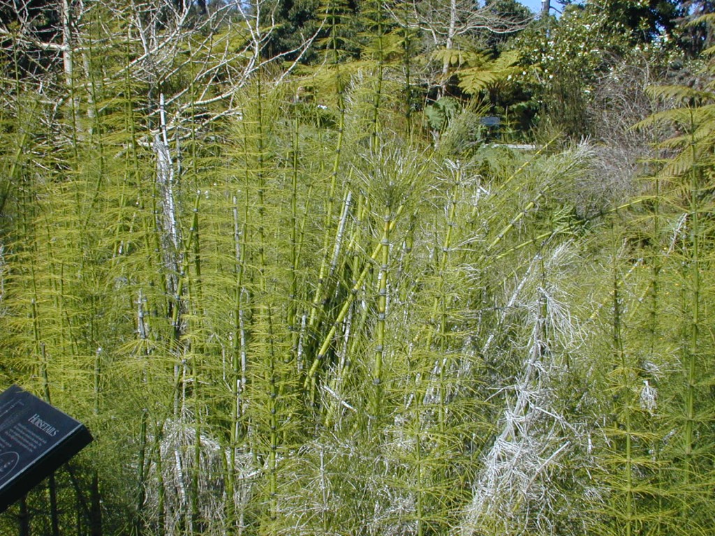 09 horsetails Golden Gate Park