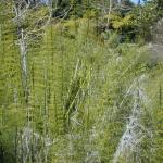 09 horsetails Golden Gate Park