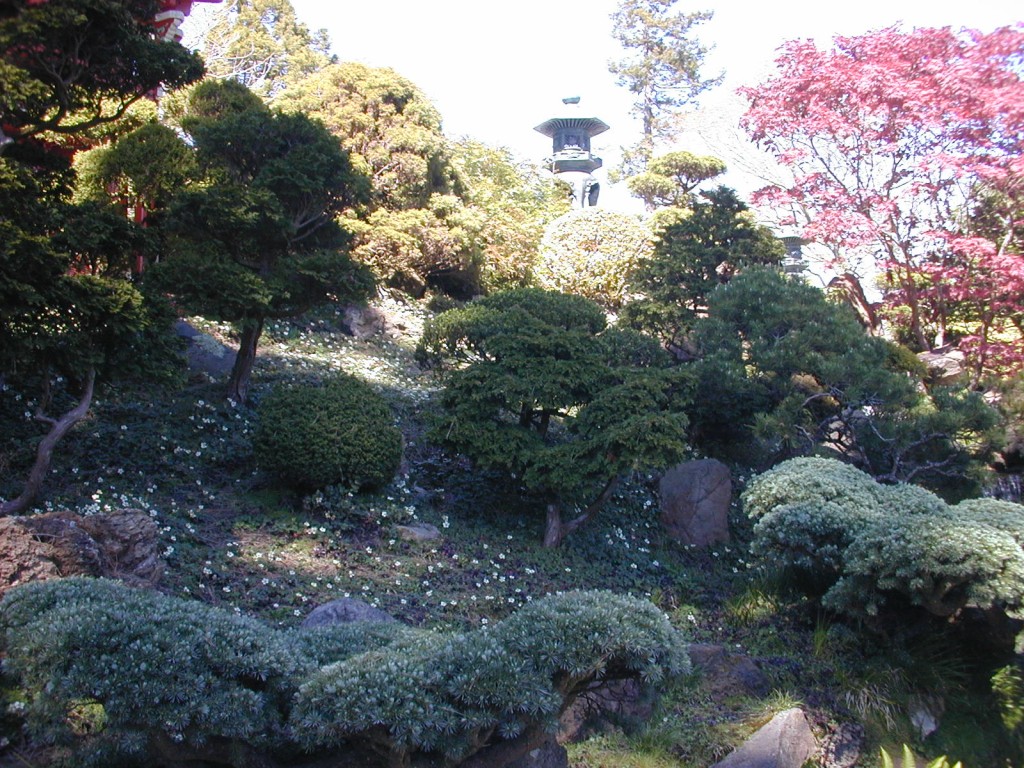 16 dwarf trees at Japanese Tea Garden in GGP