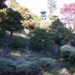 16 dwarf trees at Japanese Tea Garden in GGP