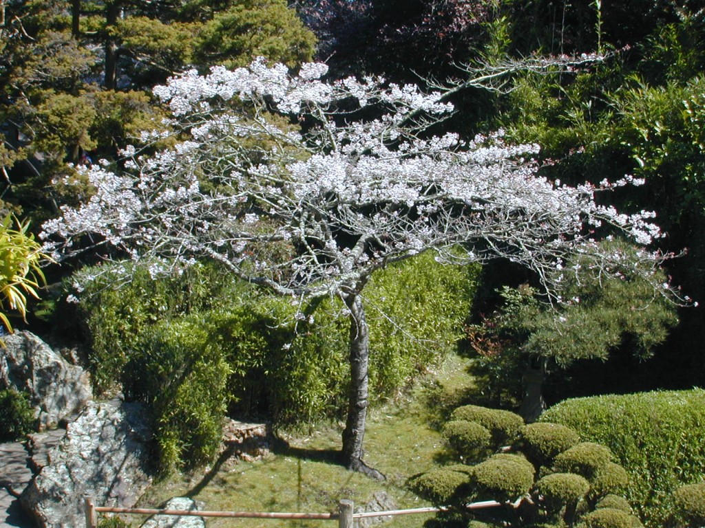 17 cherry blossom tree at Japanese Tea Garden in GGP