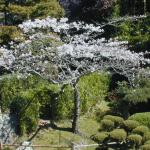 17 cherry blossom tree at Japanese Tea Garden in GGP