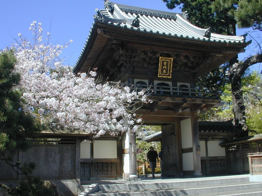 20 cherry blossom tree at entrance to Japanese Tea Garden in GGP