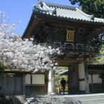 20 cherry blossom tree at entrance to Japanese Tea Garden in GGP