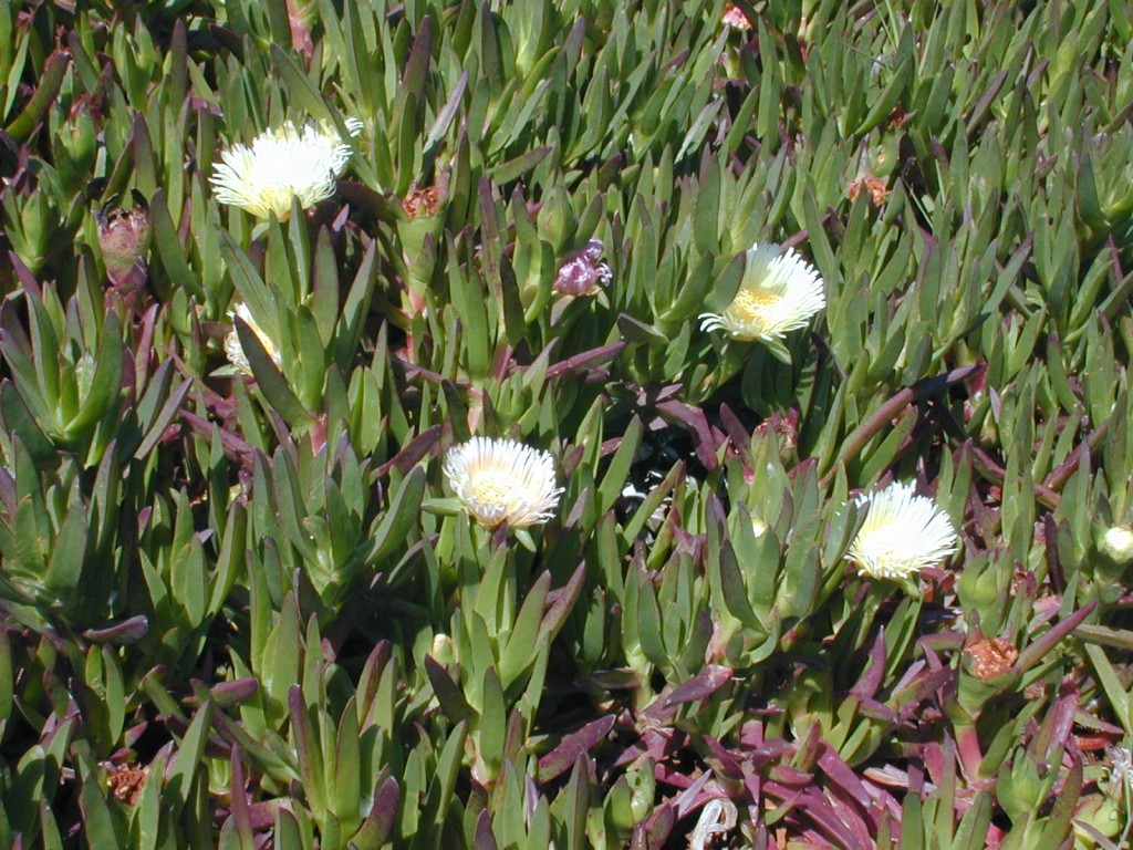 23 flowers in GG National Recreation Area