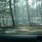 01_forest_fire