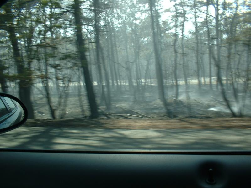 01_forest_fire