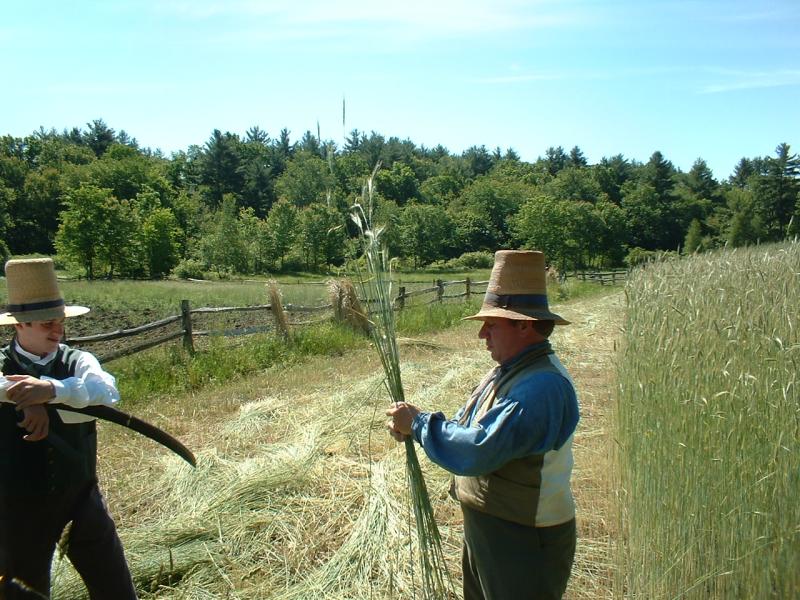 03_farmer_bundling_rye