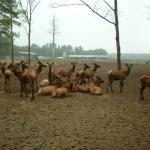 20_deer_farm