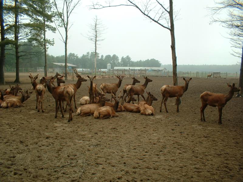 20_deer_farm