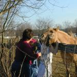 09_Feeding_Horse