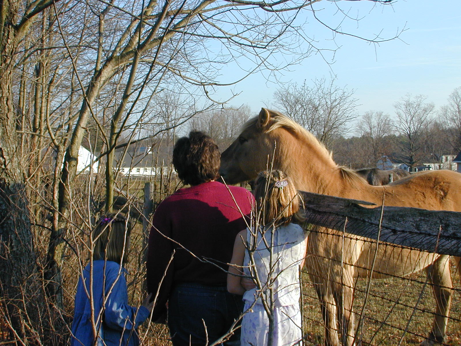 10_Feeding_Horse