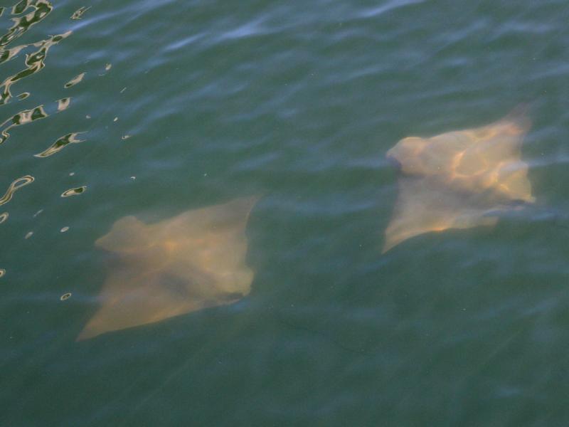 09_rays_underwater_at_Safety_Harbor.jpg