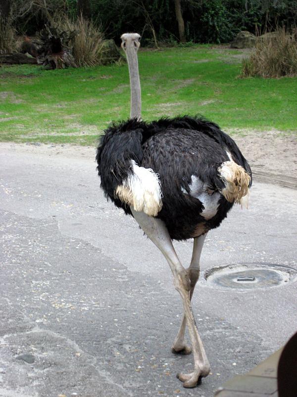 08_ostrich.jpg