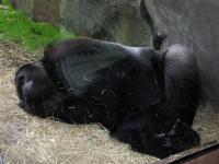 09_sleeping_gorilla.jpg