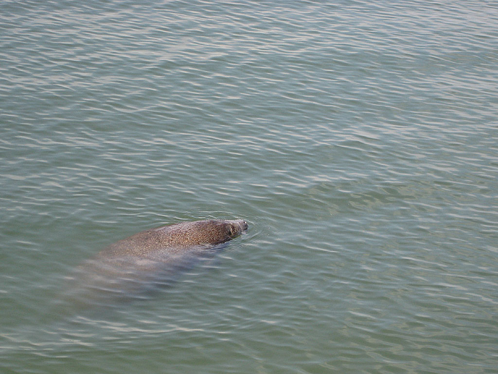 01_manatee.jpg
