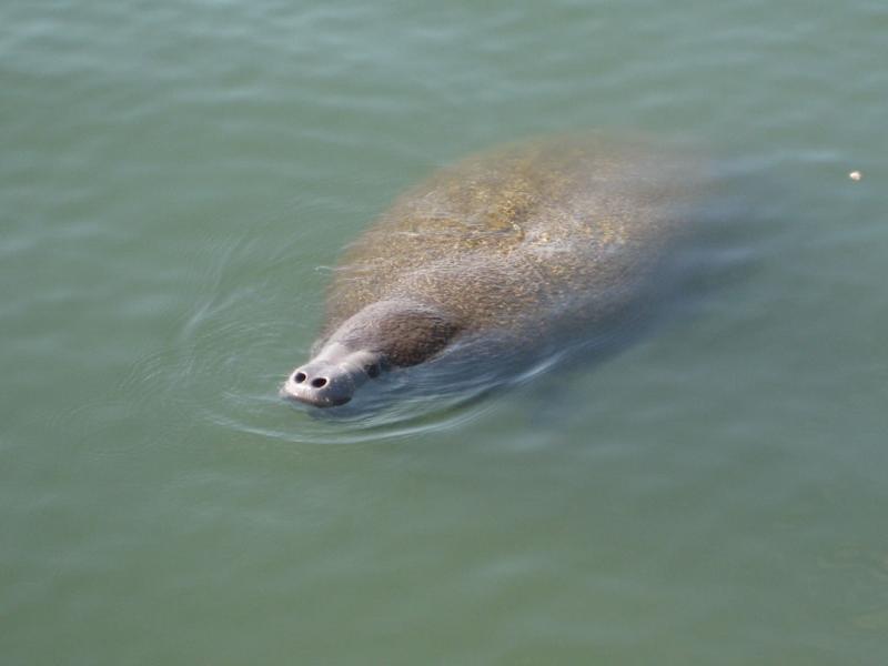 02_manatee.jpg