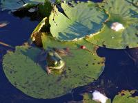 18_frog_on_a_lily_pad