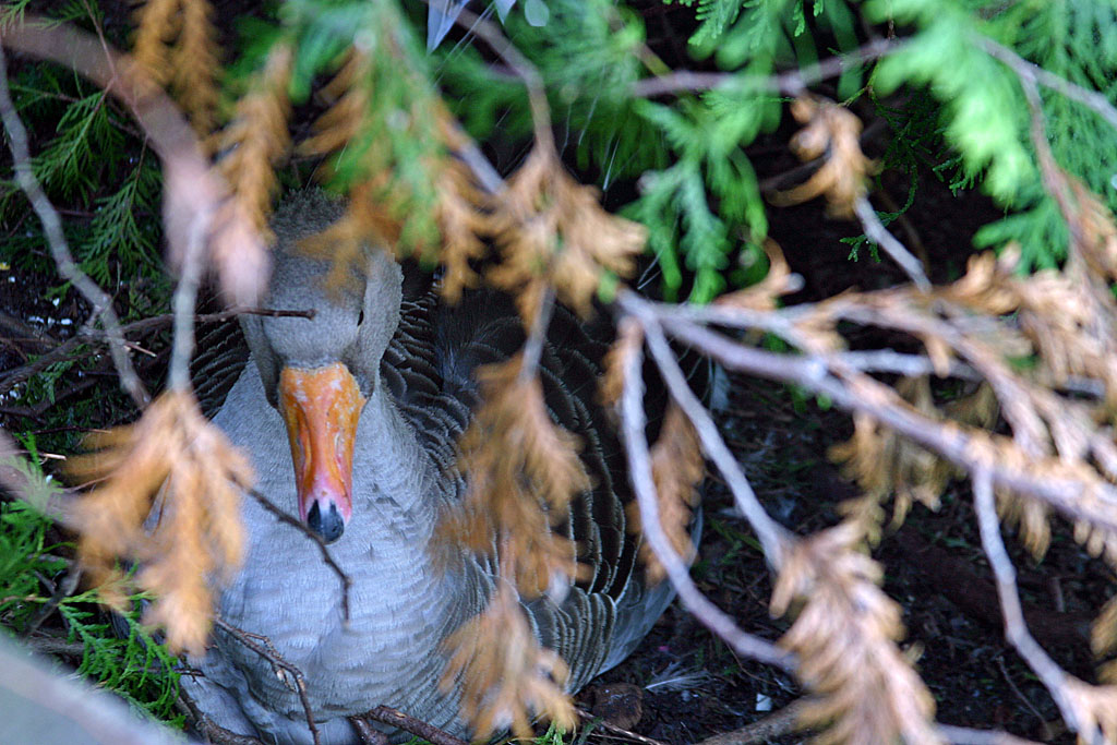 23_goose_hiding