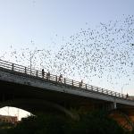 14 bats