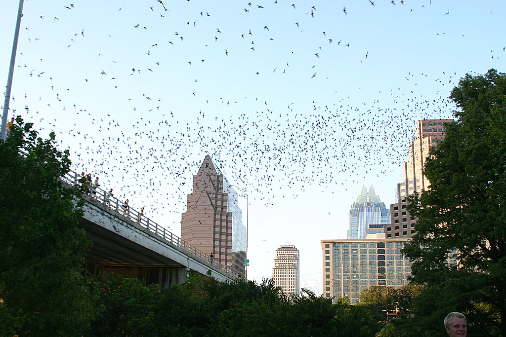 15 bats Ausin in background