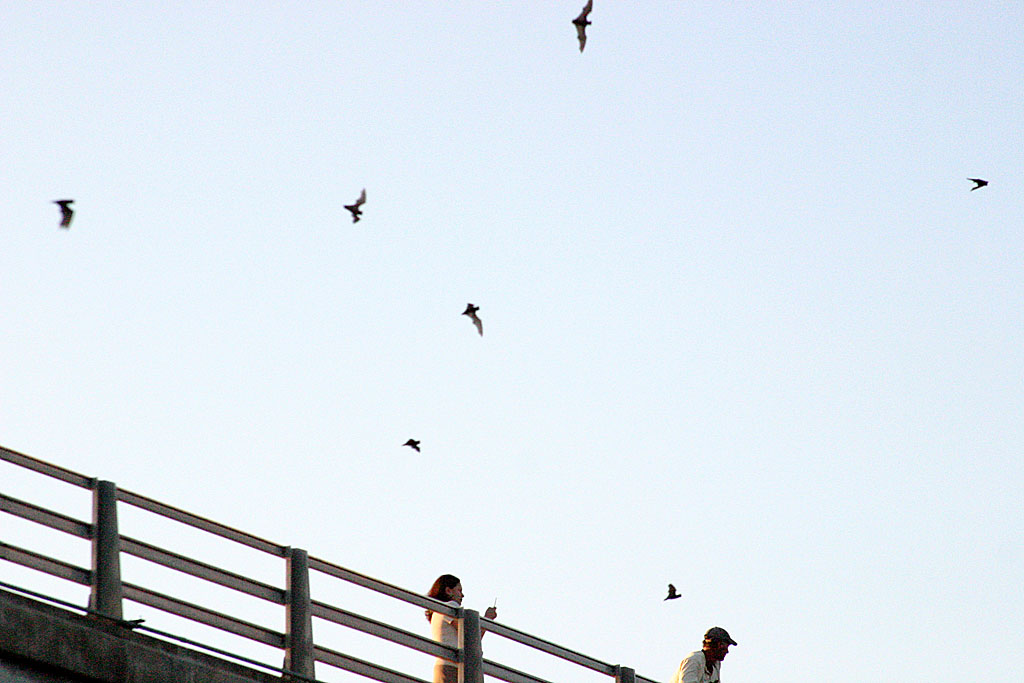 18 bats up close