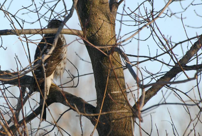 21 bird in a tree