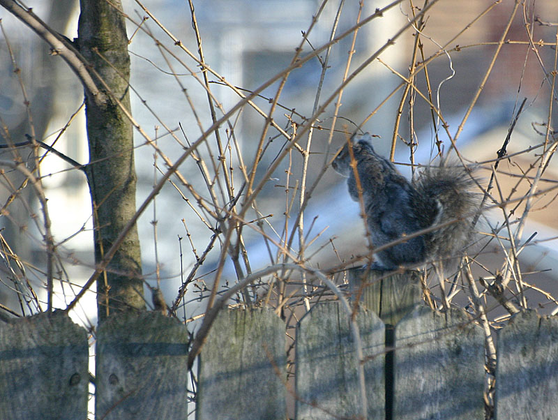 22 scared squirrel