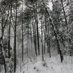 07_snow_falling_from_trees