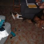 01_Fluffy_attacking_Millie