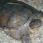 05_turtle