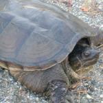 06_turtle