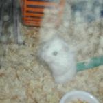 05_blurry_rodent