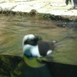 02 floating penguin Monterey Bay Aquarium