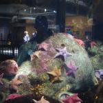 07 starfish Monterey Bay Aquarium