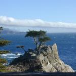09 The Lone Cypress