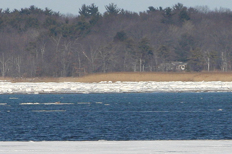 15 seal on the ice